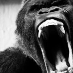 ape-shifter-ape-shifter-self-titled-debut-album-square-format-cover-2017-med-res