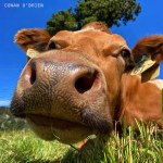 Grinns CONAN med&nbsp;res